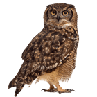 ReadMe’s Owlbert